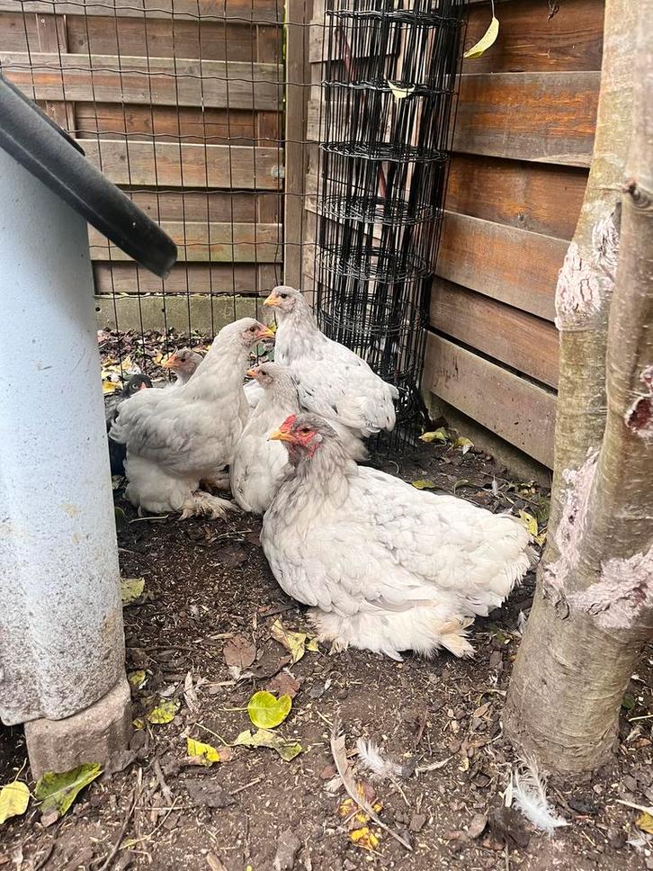 Brahma groothoender hen met kuikens, Dieren en Toebehoren, Pluimvee, Kip, Meerdere dieren