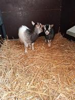 Mooi jonge mieke lammetjes ., Dieren en Toebehoren, Schapen, Geiten en Varkens, Vrouwelijk, Geit, 0 tot 2 jaar