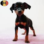 Pinscher puppy's te koop (Belgisch), België, CDV (hondenziekte), 8 tot 15 weken, Meerdere