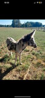 Ezel merrie GEZOCHT!, Dieren en Toebehoren, Merrie
