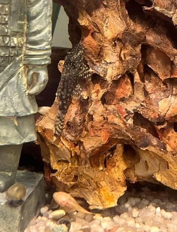 Baby ruitenkuisers (pleco’s/ancistrus) te koop! beschikbaar voor biedingen
