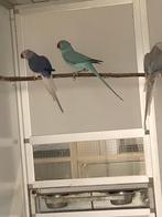 Kweekrijpe Halsbandparkieten (overjarige poppen), Femelle, Domestique