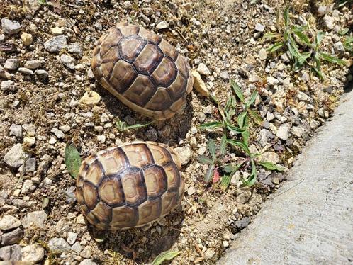 Diverse landschildpadjes, Dieren en Toebehoren, Reptielen en Amfibieën, Schildpad, 3 tot 6 jaar