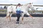 Superbrave Uniek gekleurde Appaloosa familiepony, Dieren en Toebehoren, L, 11 jaar of ouder, Recreatiepony, D pony (1.37m tot 1.48m)