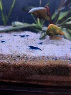 Blauwe neo caridina garnalen te koop. Volledig eigen kweek., Dieren en Toebehoren