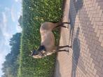 Leuke merrie, Dieren en Toebehoren, Paarden, Merrie, Ontwormd
