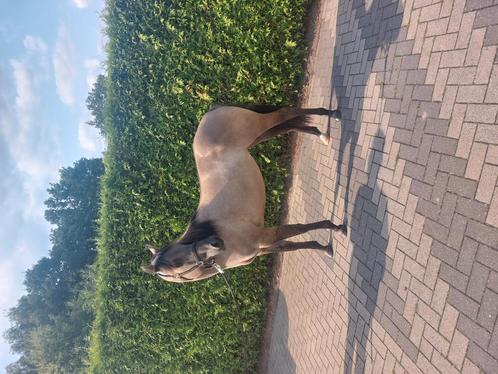 Leuke merrie, Dieren en Toebehoren, Paarden, Merrie, Ontwormd