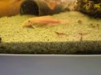 Witte ancistrussen, Dieren en Toebehoren, Vissen | Aquariumvissen