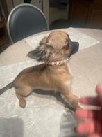 Chihuahua-pups mooie mini raszuiver zeer mooi kleintjes !, Dieren en Toebehoren, België, Fokker | Hobbymatig, 8 tot 15 weken, CDV (hondenziekte)