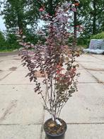 Meerstammige roodbladerige kerspruim ca. 175 cm, Ophalen of Verzenden, Overige soorten, Struik, 100 tot 250 cm