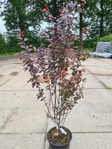 Meerstammige roodbladerige kerspruim ca. 175 cm beschikbaar voor biedingen