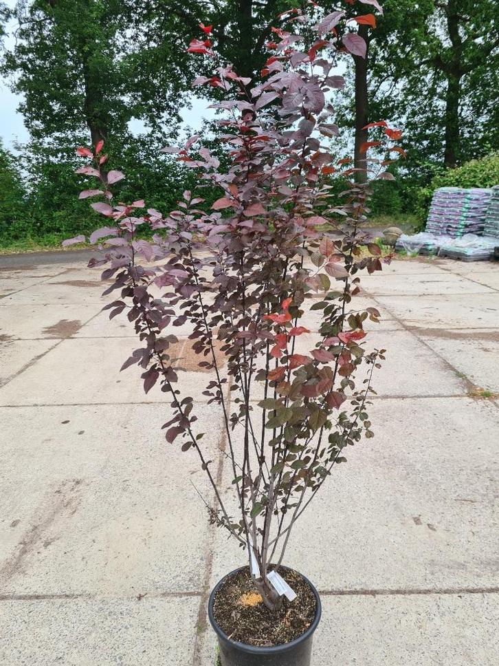 Meerstammige roodbladerige kerspruim ca. 175 cm, Tuin en Terras, Planten | Struiken en Hagen, Struik, Overige soorten, 100 tot 250 cm