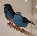 Koppel Blauwkopblauwfazantjes, Dieren en Toebehoren, Vogels | Overige Vogels, Meerdere dieren, Tropenvogel, Geringd