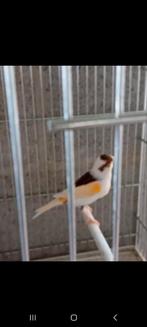 Femelle canari arlequins 2024, Dieren en Toebehoren, Vogels | Kanaries, Vrouwelijk