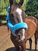 Lieve merrie incl toebehoren, Merrie