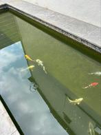 Koi, Dieren en Toebehoren, Vissen | Vijvervissen, Karper of Koi