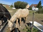 palomino jaarling, Merrie, Niet van toepassing, Gechipt, 0 tot 2 jaar