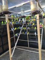 GRASPARKIETJES IN VERSCHILLENDE KLEUREN NU 15 EURO/KOPPEL, Dieren en Toebehoren, Meerdere dieren, Parkiet