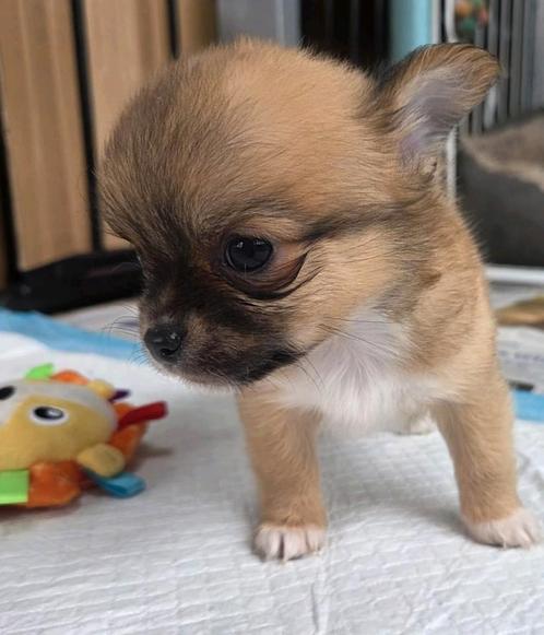 Chihuahua teefje, Dieren en Toebehoren, Honden | Chihuahua's en Gezelschapshonden, Chihuahua, Fokker | Hobbymatig, Eén hond, België