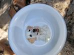 Honden eet of drink bak 4stuks, Dieren en Toebehoren, Ophalen