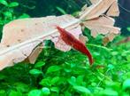 Rode kleine garnalen Neocaridina aquarium, Kreeft, Krab of Garnaal, Zoetwatervis, Schoolvis