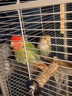Agapornis, Dieren en Toebehoren, Vogels | Parkieten en Papegaaien, Vrouwelijk, Dwergpapegaai of Agapornis
