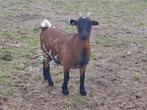 Dwerggeitje, Dieren en Toebehoren, Schapen, Geiten en Varkens, Vrouwelijk, Geit, 0 tot 2 jaar