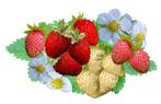 Bosaardbeien, heerlijke aromatische aardbeien hele zomer, Jardin & Terrasse, Plantes | Arbres fruitiers, Printemps, Autres espèces
