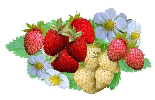 Bosaardbeien, heerlijke aromatische aardbeien hele zomer, Jardin & Terrasse, Plantes | Arbres fruitiers, Autres espèces, Moins de 100 cm