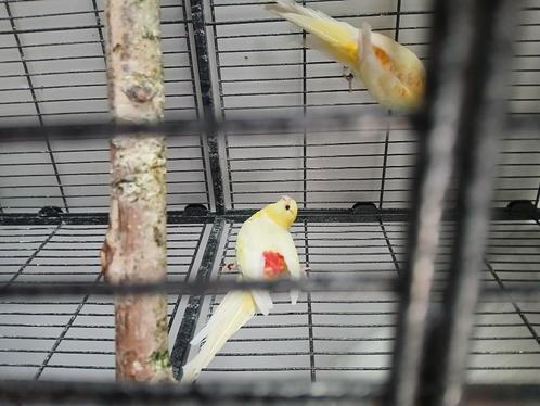 Onverwant koppel roodrugparkiet, Dieren en Toebehoren, Vogels | Parkieten en Papegaaien, Parkiet, Meerdere dieren, Geringd