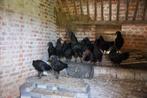 Ayam Cemani, Dieren en Toebehoren, Pluimvee, Meerdere dieren, Kip