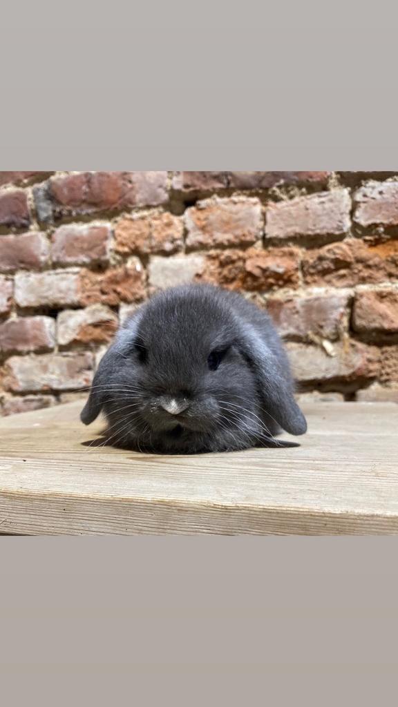 Minilop voedstertje, Dieren en Toebehoren, Konijnen, Dwerg, Vrouwelijk, 0 tot 2 jaar, Hangoor