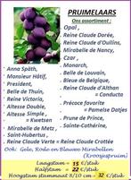 HOOGSTAM PRUIMENBOMEN: Opal, Reine Victoria, R.Cl.Dorée, ..., Tuin en Terras, Ophalen, Lente, Volle zon, 250 tot 400 cm