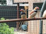 Zebravink, Meerdere dieren, Tropenvogel