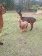 Alpaca merrie, Femelle