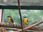 Koppel grote Kiskadee eigen kweek, Dieren en Toebehoren, Meerdere dieren, Tropenvogel, Geringd