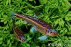 Jonge Notropis Chrosomus 1cm, Vis, Zoetwatervis, Schoolvis