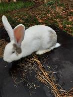 Duitse reuzen, Dieren en Toebehoren, Konijnen