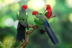 groenvleugel koningsparkiet, Dieren en Toebehoren, Vogels | Parkieten en Papegaaien, Mannelijk, Parkiet, Geringd