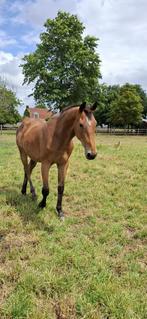 Braaf 2,5 jarig springpaard te koop, Dieren en Toebehoren, Paarden, Ruin, Springpaard