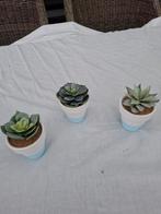3 kleine cactusjes, Tuin en Terras, Ophalen