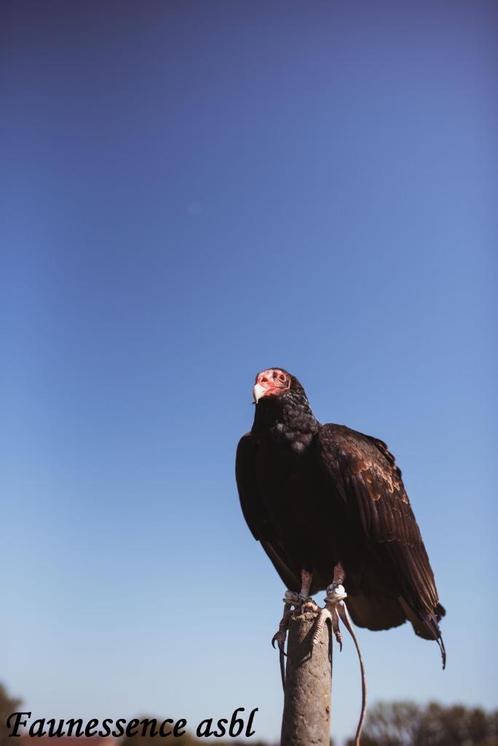 Découverte des rapaces - initiation à la fauconnerie, Diversen, Pasen, Nieuw, Ophalen