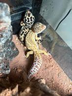 Geckos, Dieren en Toebehoren, Reptielen en Amfibieën, Met terrarium