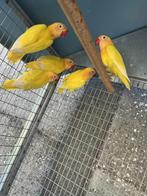 agapornis, Geslacht onbekend, Dwergpapegaai of Agapornis