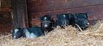 Minivarkentjes, Dieren en Toebehoren, Meerdere dieren, Varken, 0 tot 2 jaar