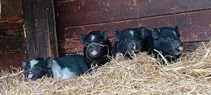 Minivarkentjes, Dieren en Toebehoren, Schapen, Geiten en Varkens, Varken, Meerdere dieren, 0 tot 2 jaar