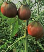 Zwarte truffel tomaat - 5 zaden, Tuin en Terras, Verzenden, Voorjaar, Volle zon, Zaad