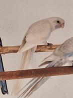 Pennanten, Meerdere dieren, Parkiet, Geringd