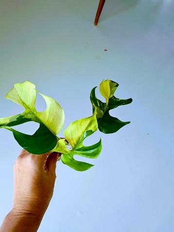 Tetrasperma variegata /monstera minima variegata beschikbaar voor biedingen