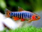 Emerald Rasbora (dwerg/nano) aquariumvis, Dieren en Toebehoren, Vissen | Aquariumvissen, Vis, Zoetwatervis, Schoolvis